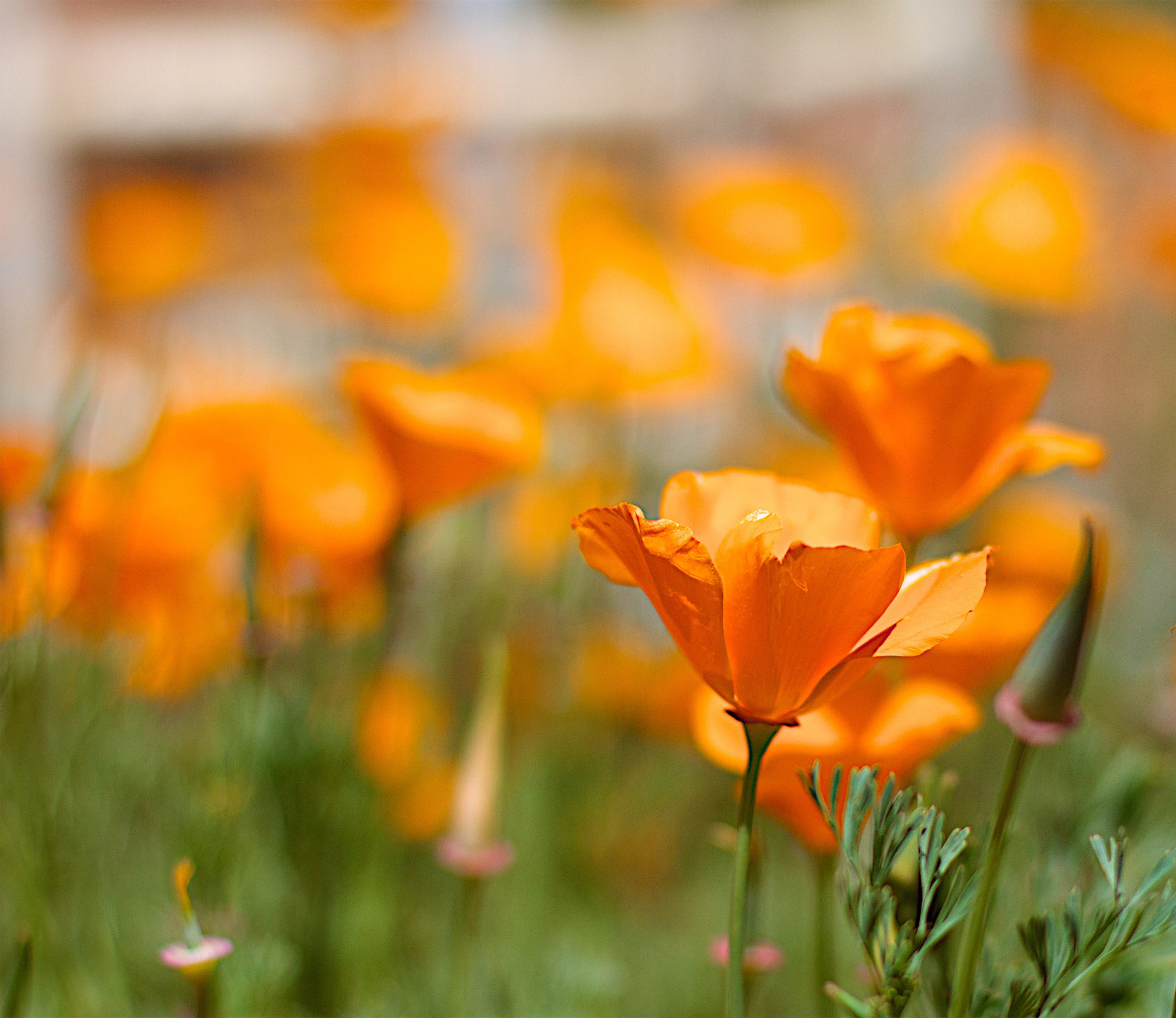 Orange flowers in a field