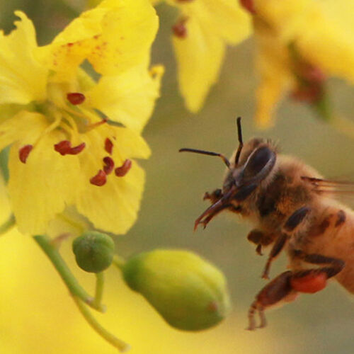 Bee pollinating flowers