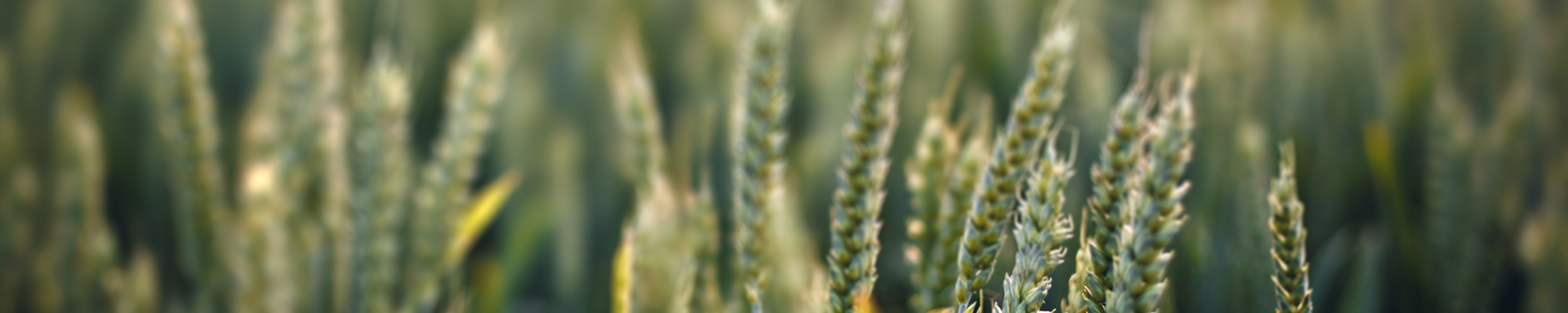 Living Well main banner image: wheat in field